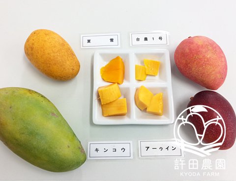 許田農園では15種類以上のマンゴーを育てています