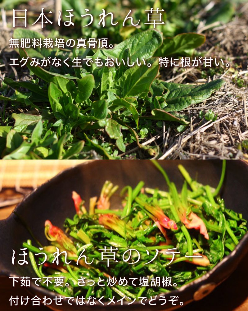 日本ほうれん草：無肥料栽培の真骨頂。エグみがなく生でも美味しい。特に根が甘い。ほうれん草のソテー：下茹で不要。さっと炒めて塩胡椒。付け合わせではなくメインでどうぞ。
