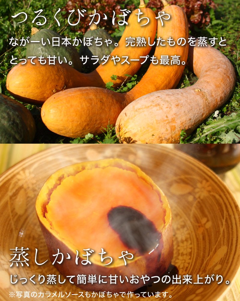 つるくびかぼちゃ：ながーい日本かぼちゃ。完熟したものを蒸すととっても甘い。サラダやスープも最高。蒸しかぼちゃ：じっくり蒸して簡単に甘いおやつの出来上がり。