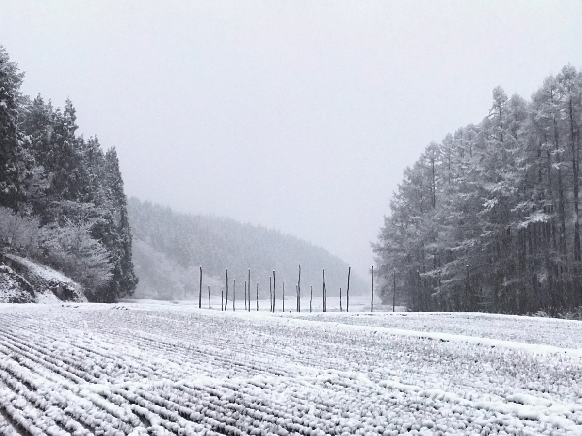 羽後町田代地区の田んぼの雪景色