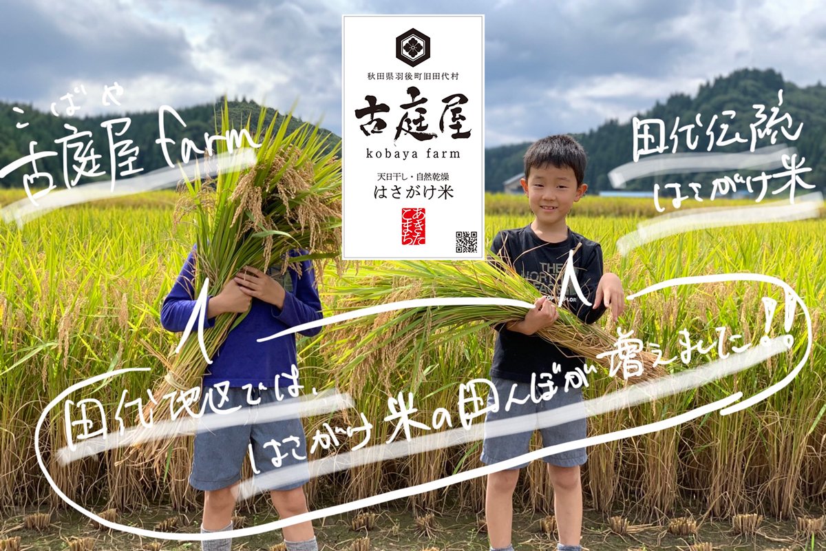 刈った稲を抱える小学生 羽後町田代にて