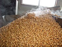 煮釜から出した大豆を冷ましながらベルトコンベアで混合機まで運ぶ