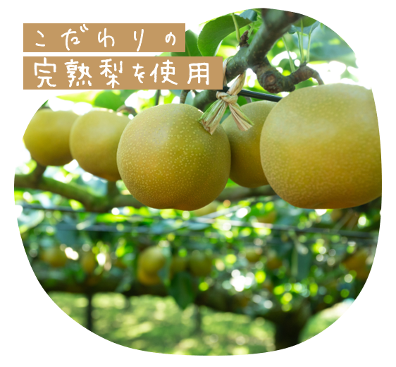 千葉県でつくるこだわりの完熟梨