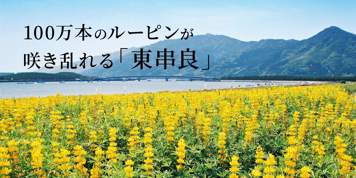 100万本のルーピンが咲き乱れるルーピンのまち「東串良」