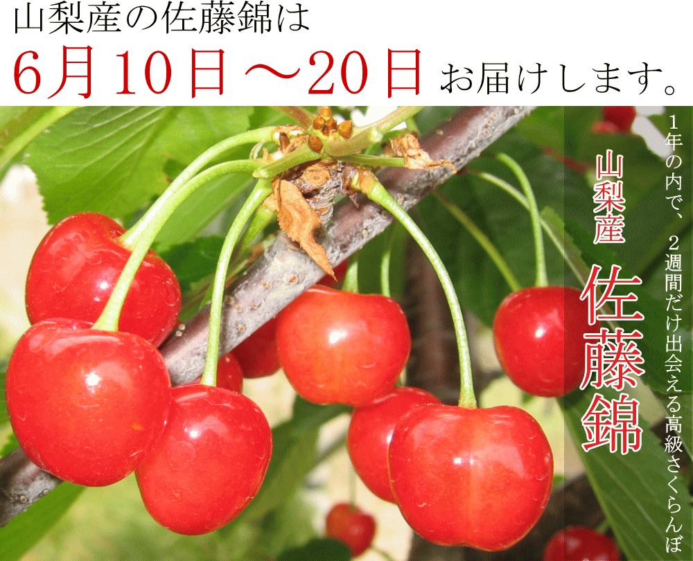 理想園の佐藤錦　収穫は6月10日〜20日