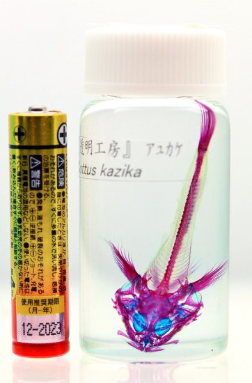 透明工房 生命の華 透明標本 製作 販売 学術指導