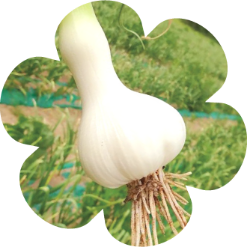 Agrier Garlic