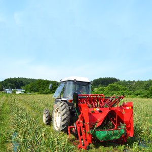 にんにく畑とトラクターの写真