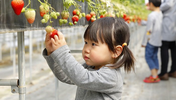 京都府八幡市で約100年続くおさぜん農園。いちごの可能性を追求し、笑顔あふれる未来を作る。