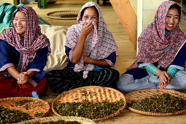 ヒマラヤンティーの産地で働く女性たち