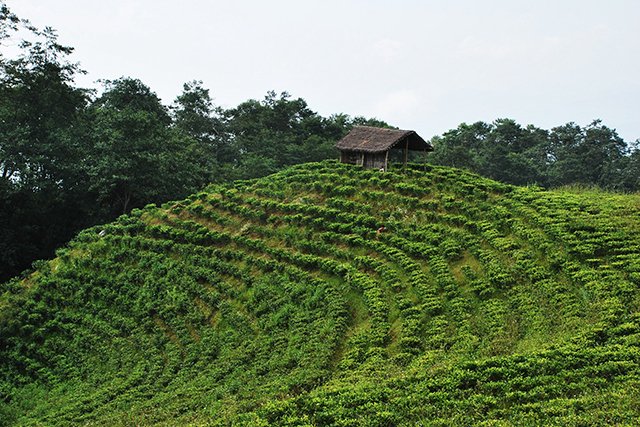 ヒマラヤンティーの茶畑