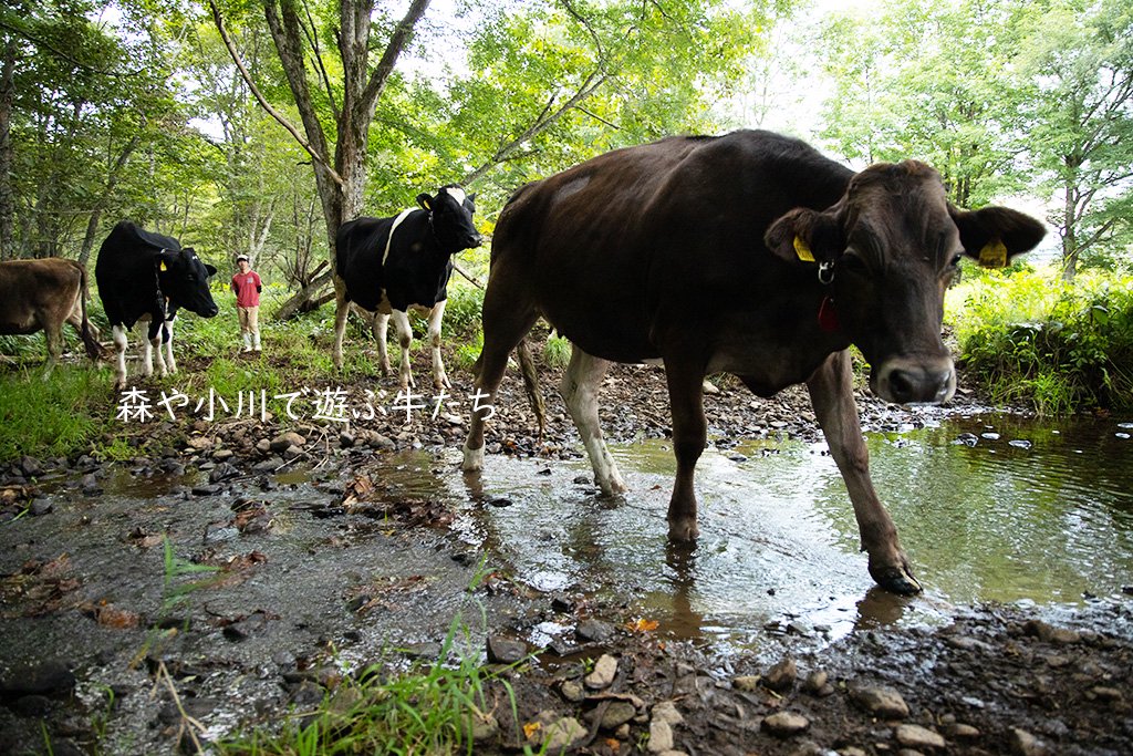 森や小川で遊ぶ牛たち