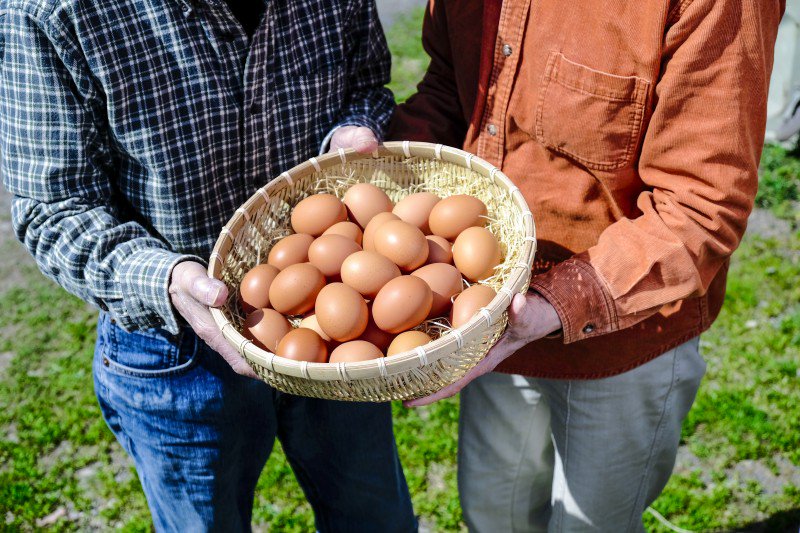 寺床の自然卵,商品画像1,九州卵,卵通販,安全な卵,美味しい卵,おいしい卵,お取り寄せ卵,卵,たまご,玉子