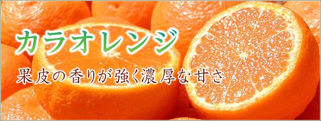 有田みかん 春みかん カラオレンジ