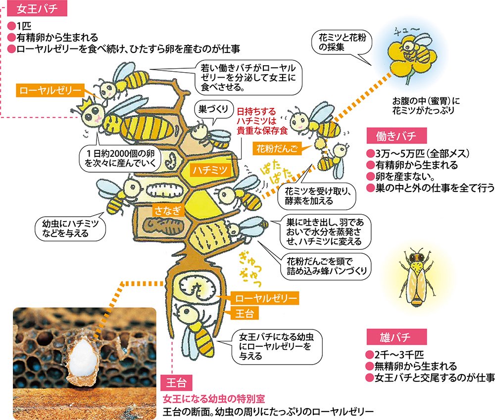 蜂の仕組み