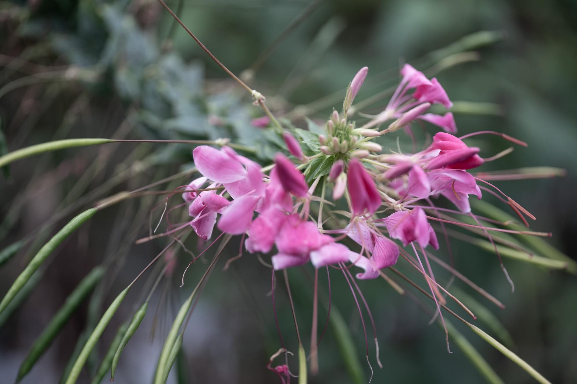 クレオメの花