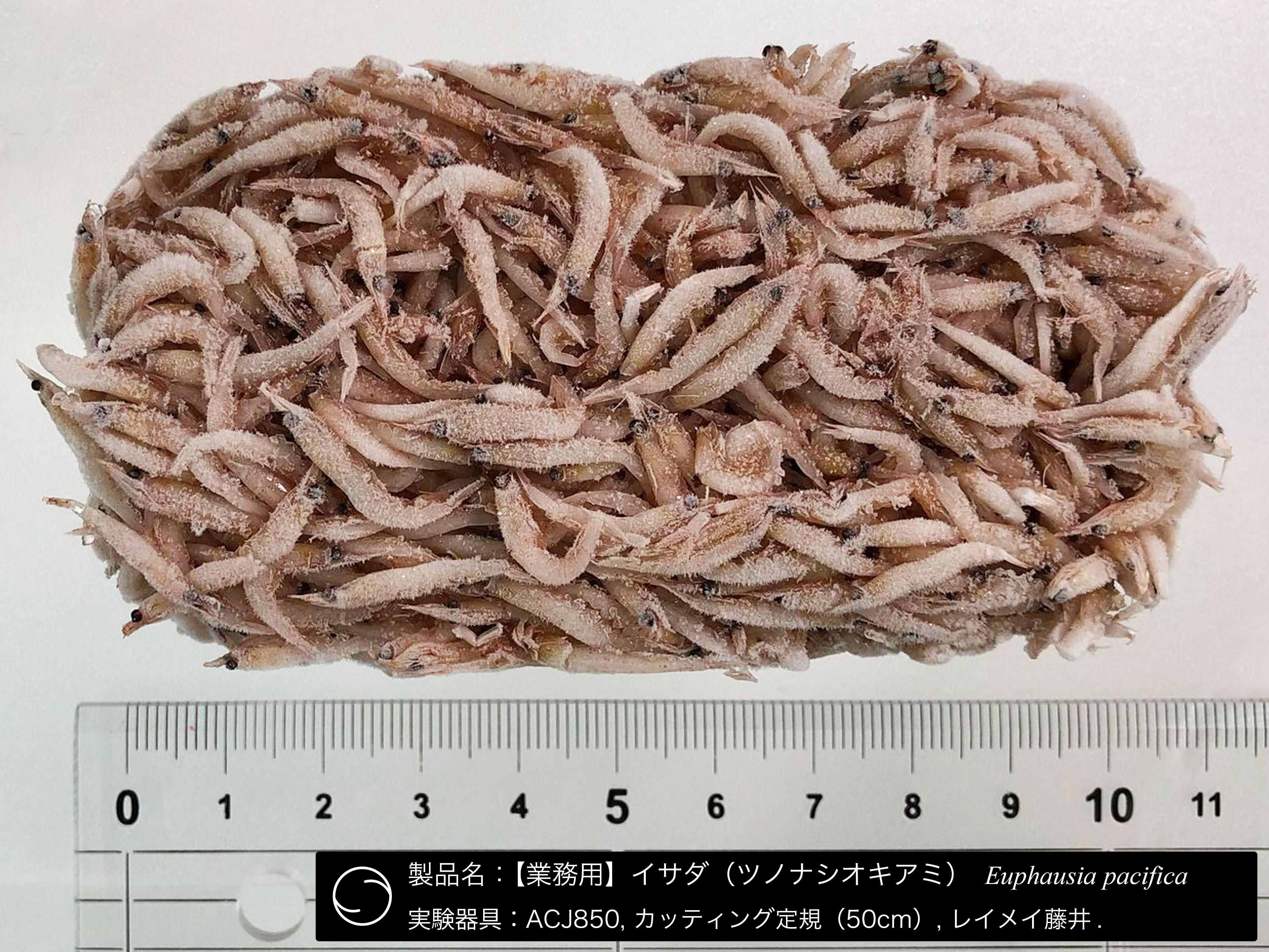 業務用】イサダ（ツノナシオキアミ）500g | 海水魚・淡水魚用 冷凍餌