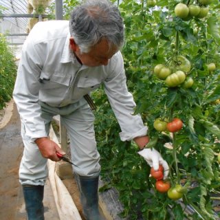 「長野さん家」の『桃太郎トマト』