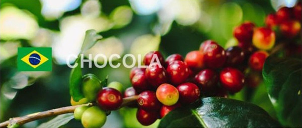 コーヒー豆 ブラジル ショコラ