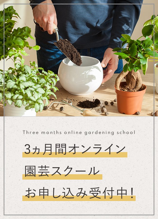 3ヶ月限定ペチュニア栽培オンラインスクール申込受付中 鉢に土を入れる男性の手元