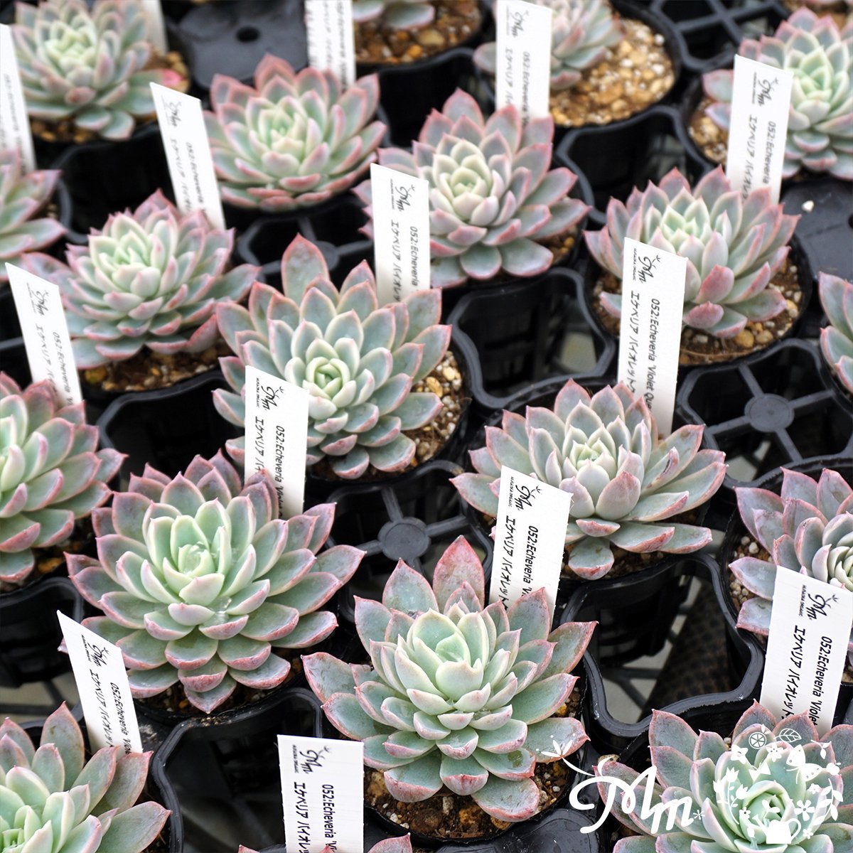 052:Echeveria 'Violet Queen'(エケベリア バイオレットクイーン)６㎝ポット[多肉植物]