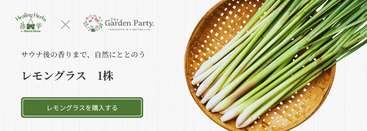 Nature Sauna × The Garden Party サウナ後の香りまで、自然にととのう レモングラス 1株