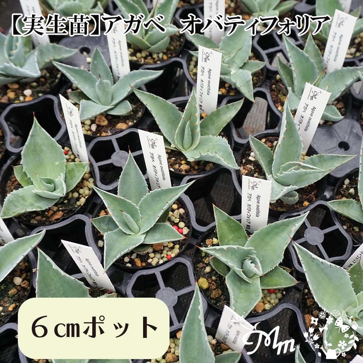 【実生苗(実生株)】Agave obatifolia(アガベ オバティフォリア)6㎝ポット苗
