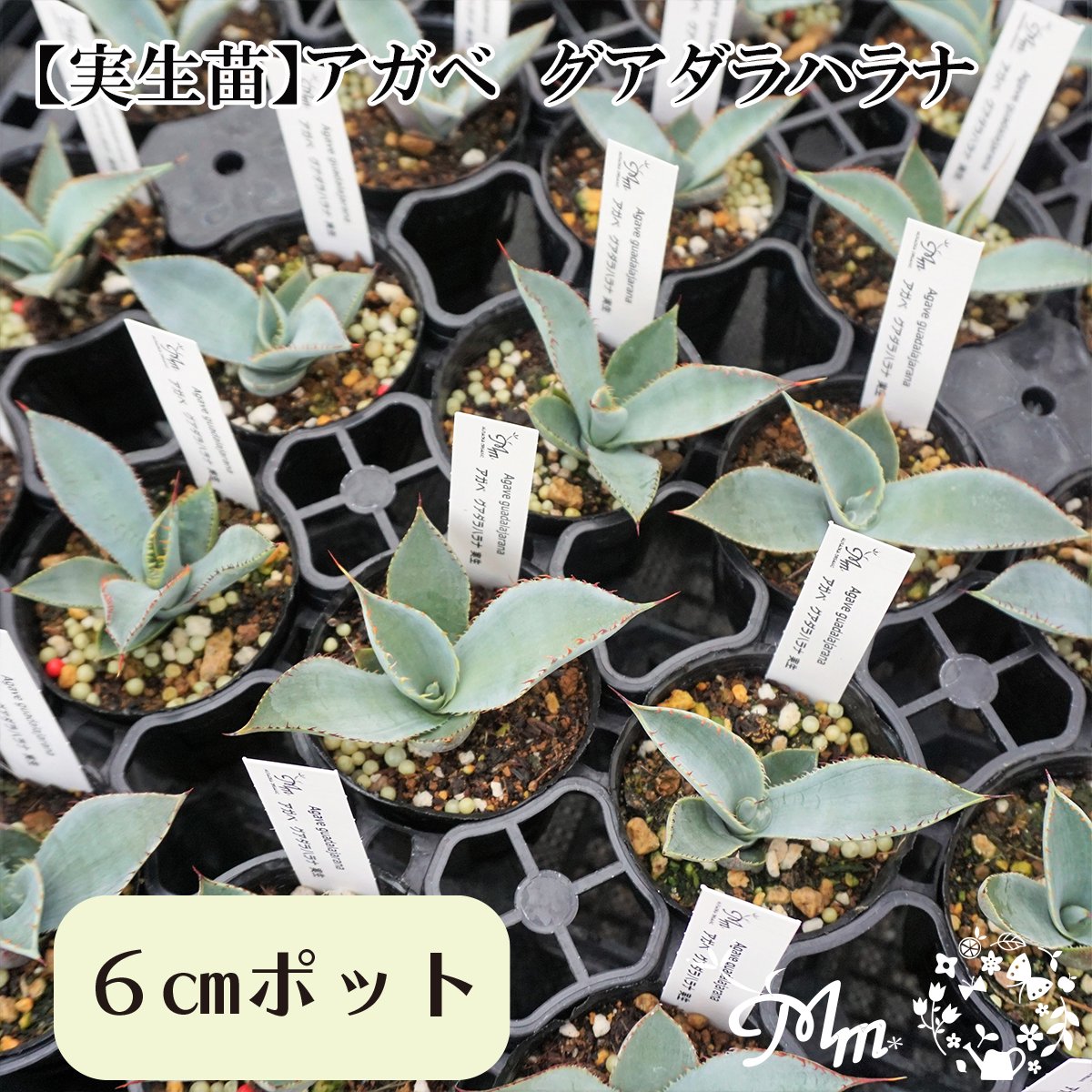 【実生苗(実生株)】Agave guadalajarana(アガベ グアダラハラナ)6㎝ポット苗