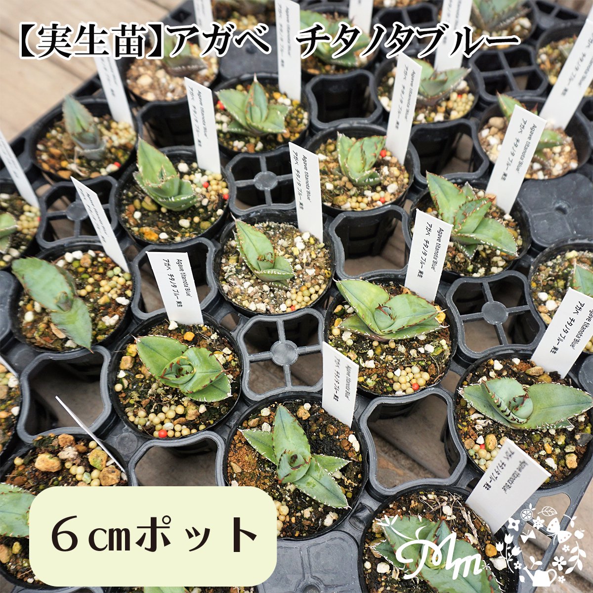【実生苗(実生株)】Agave titanota blue(アガベ チタノタブルー)6�ポット苗