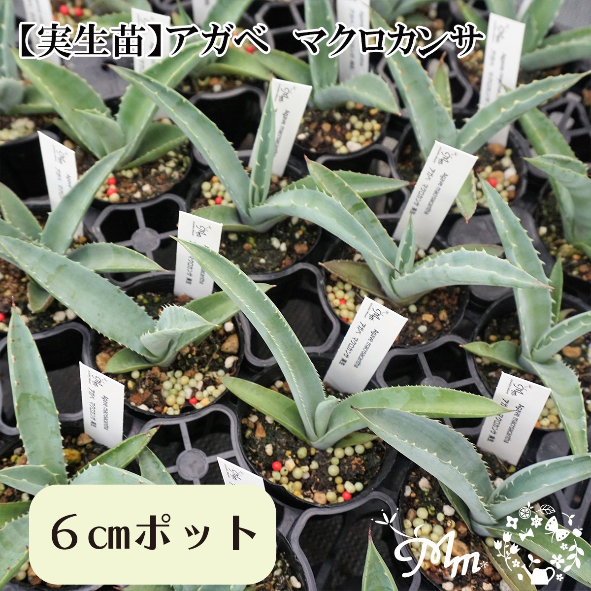 【実生苗(実生株)】Agave macroacantha(アガベ マクロカンサ)6㎝ポット苗