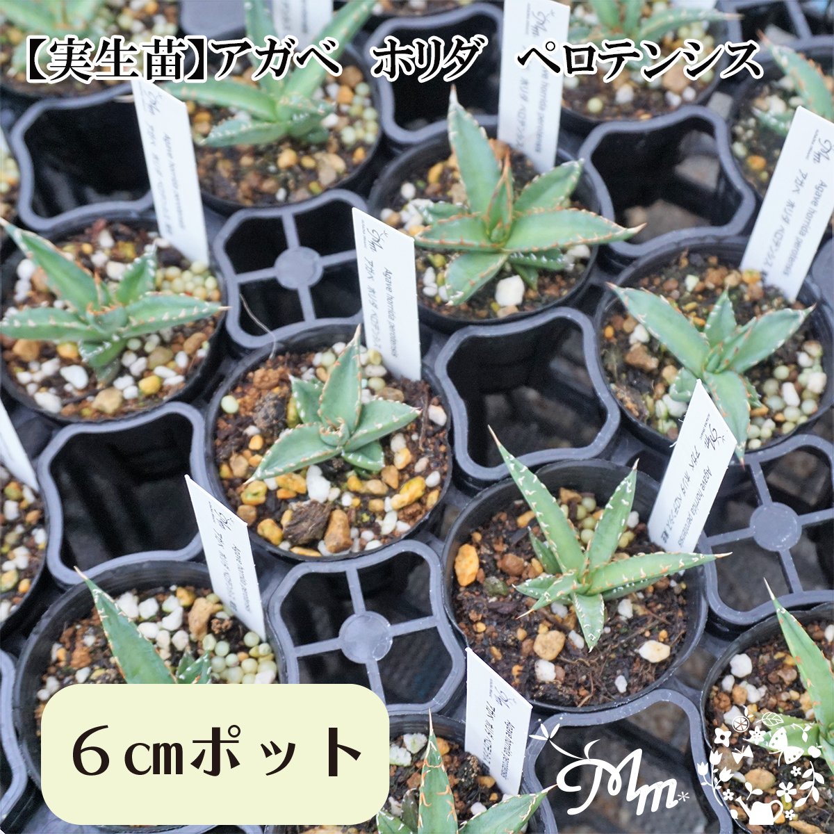 【実生苗(実生株)】Agave horrida perotensis(アガベ ホリダペロテンシス)6㎝ポット苗