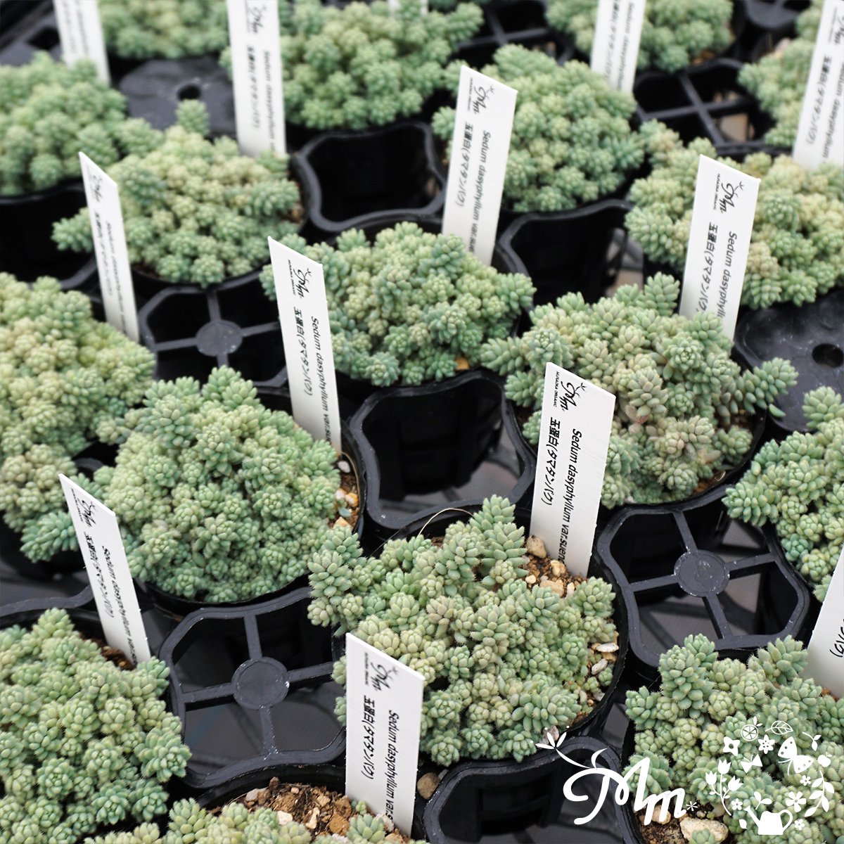 Sedum dasyphyllum var.suendermanii(セダム 玉蛋白(タマタンパク))６㎝ポット[多肉植物] | 花苗・野菜苗の販売  ザ・ガーデンパーティー