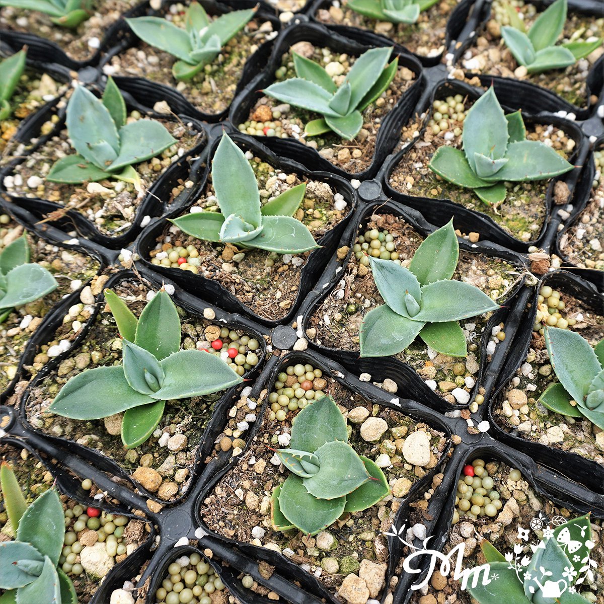 【丸っこい葉が特徴的】Agave parryi var. truncata (アガベ パリートランカータ)7.5�ポット苗(メリクロン苗)