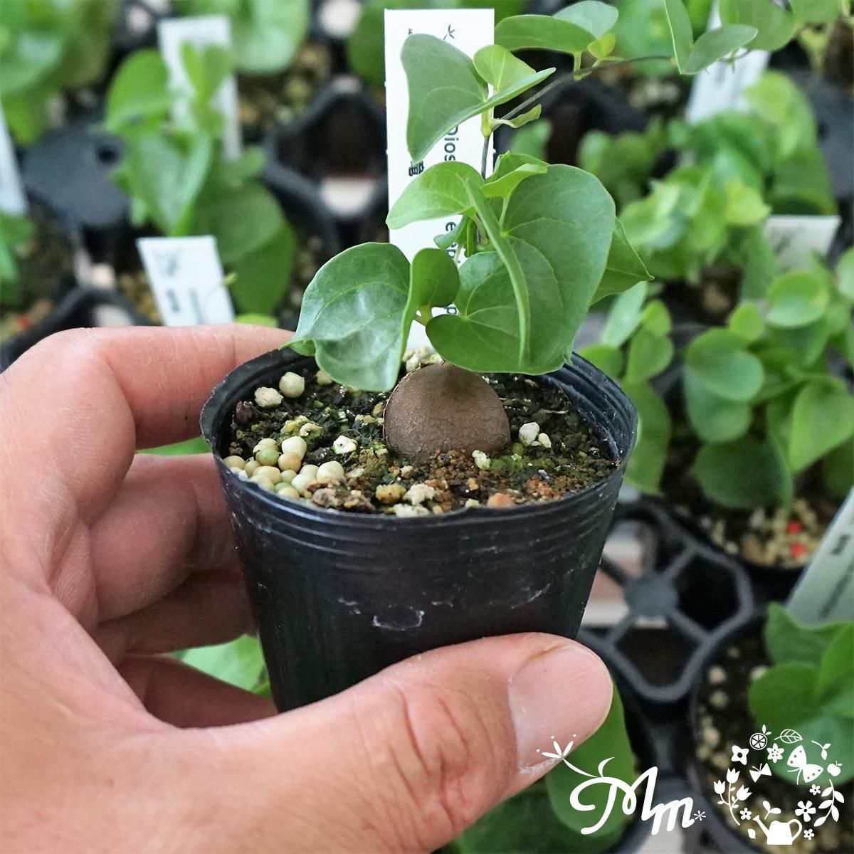 冬型塊根植物】Dioscorea elephantipes(亀甲竜(ディオスコレア