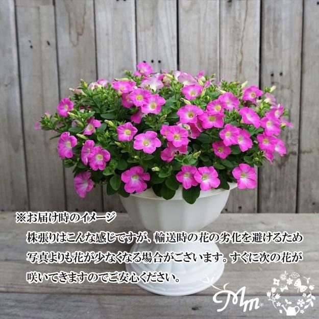 ◆ボリューム満点◆アンティークピンク　ペチュニア　5号鉢 ◇ボリューム満点◇アンティークピンク ペチュニア 5号鉢