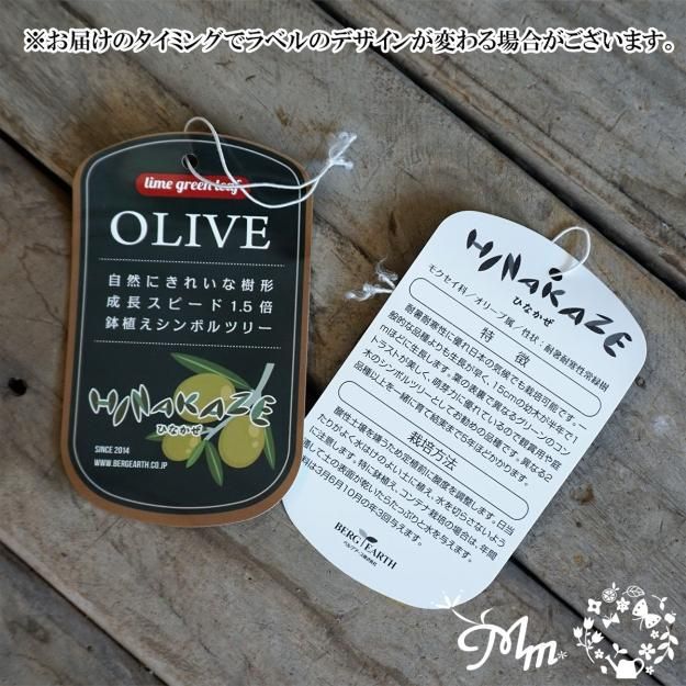 大人気最新品種】成長が早いオリーブ：ひなかぜ(HINAKAZE)9