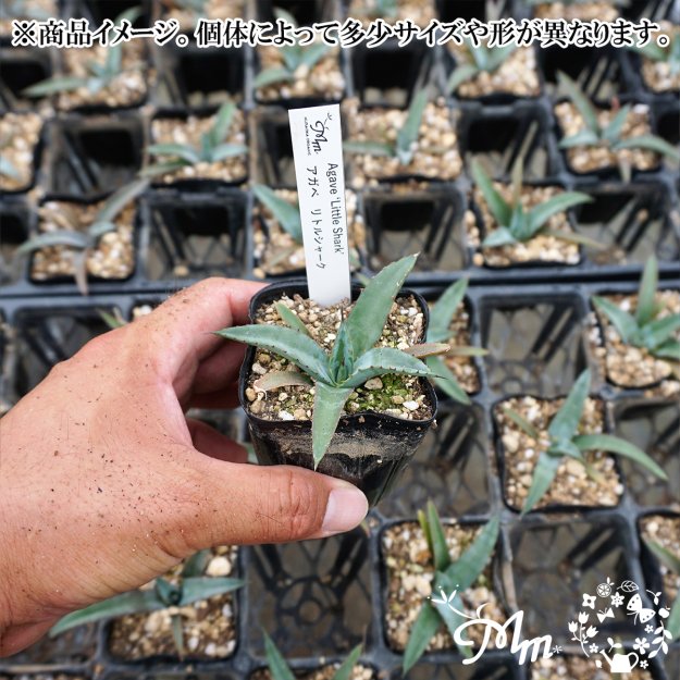 低反発 腰用 アガベ リトルシャーク - 植物/観葉植物
