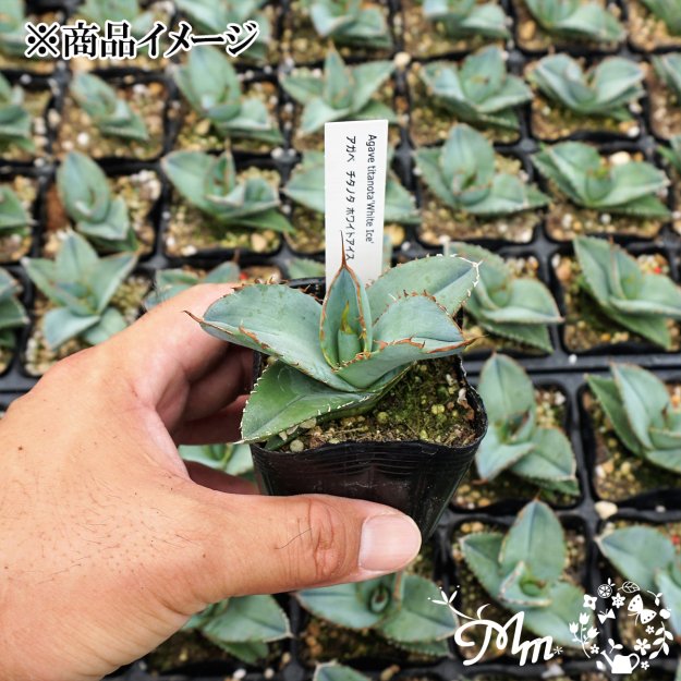 明るい肉厚の葉が特徴的】Agave titanota 'White Ice'(アガベ チタノタ ホワイトアイス)