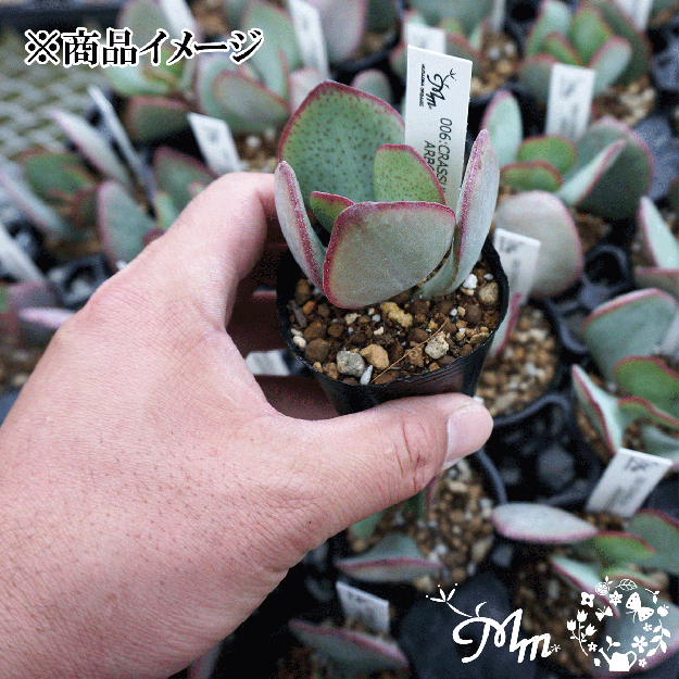 006:Crassula 'Arborescens Blue Hale'(クラッスラ アルボレッセンス ブルーヘール)６㎝ポット[多肉植物] |  花苗・野菜苗の販売 ザ・ガーデンパーティー