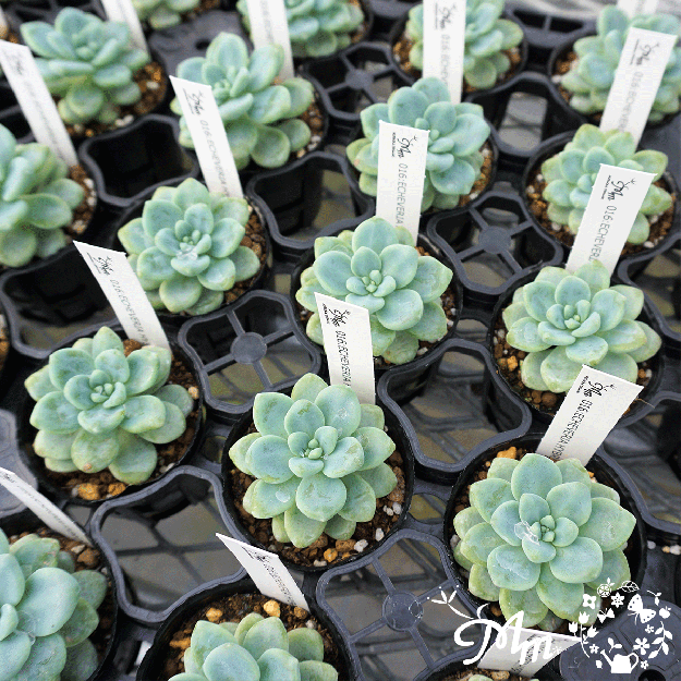 016:Echeveria 'Amoena'(٥ꥢ ⥨)ѥݥå[¿ʪ]