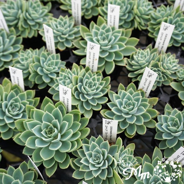 018:Echeveria 'Blue Atoll'(エケベリア ブルーアトール)６㎝ポット[多肉植物] | 花苗・野菜苗の販売 ザ・ガーデンパーティー