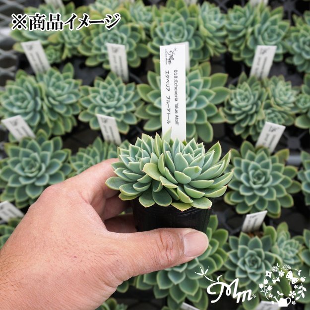 018:Echeveria 'Blue Atoll'(エケベリア ブルーアトール)６㎝ポット[多肉植物] | 花苗・野菜苗の販売 ザ・ガーデンパーティー