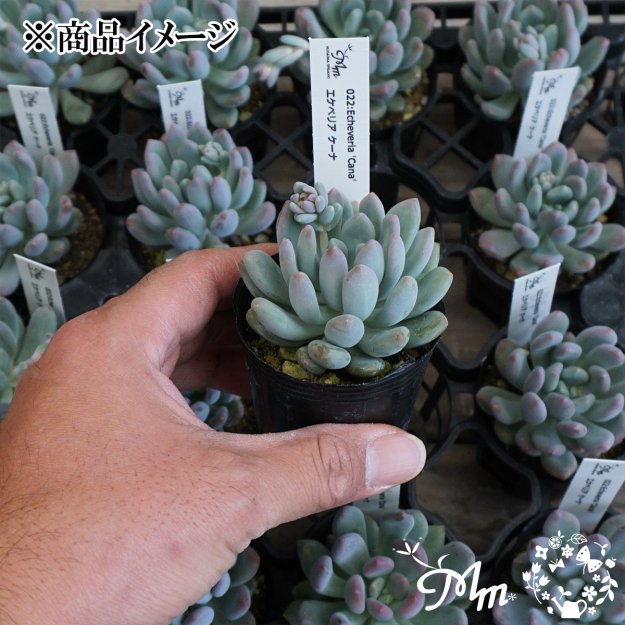 022:Echeveria 'Cana'(エケベリア ケーナ)６㎝ポット[多肉植物] | 花苗・野菜苗の販売 ザ・ガーデンパーティー