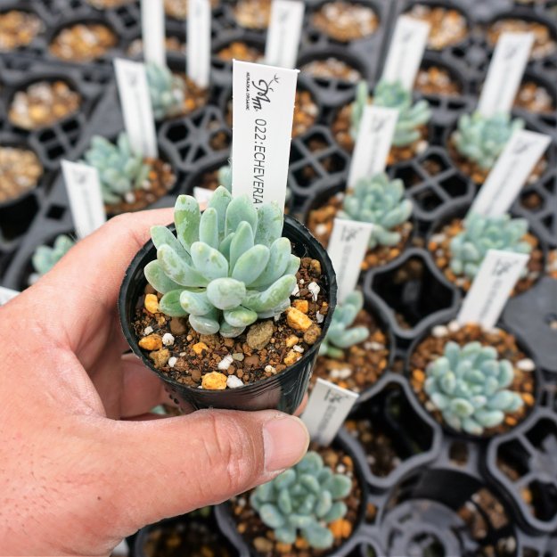 025:Echeveria 'Elegans Blue'(エケベリア エレガンスブルー)６㎝ポット[多肉植物] | 花苗・野菜苗の販売  ザ・ガーデンパーティー