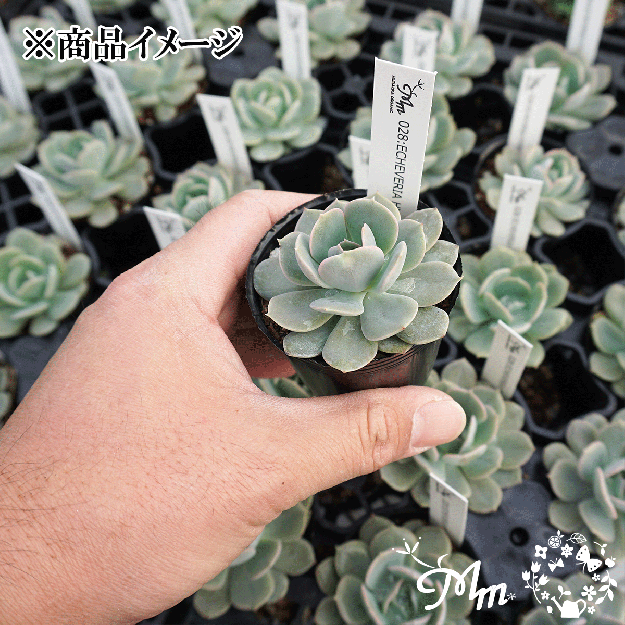 028:Echeveria 'Holy Gate'(エケベリア ホーリーゲート)６㎝ポット[多肉植物] | 花苗・野菜苗の販売 ザ・ガーデンパーティー