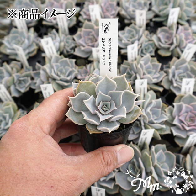 030:Echeveria 'Lilacina'(エケベリア リラシナ)６㎝ポット[多肉植物] | 花苗・野菜苗の販売 ザ・ガーデンパーティー