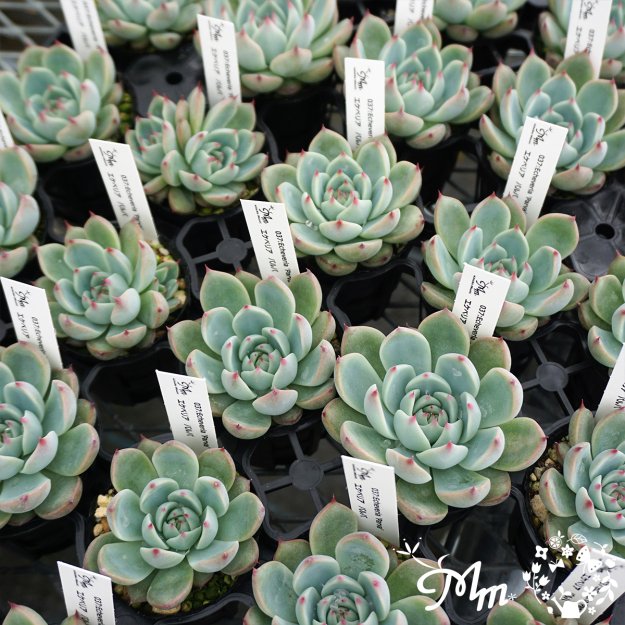 037:Echeveria 'Parva' (エケベリア パルバ※桃太郎系統)６㎝ポット[多肉植物] | 花苗・野菜苗の販売 ザ・ガーデンパーティー