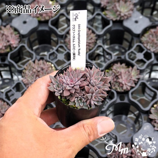 044:Graptopetalum 'Rusby' (グラプトペタルム ルスビー(銀天女))６㎝ポット[多肉植物] | 花苗・野菜苗の販売  ザ・ガーデンパーティー