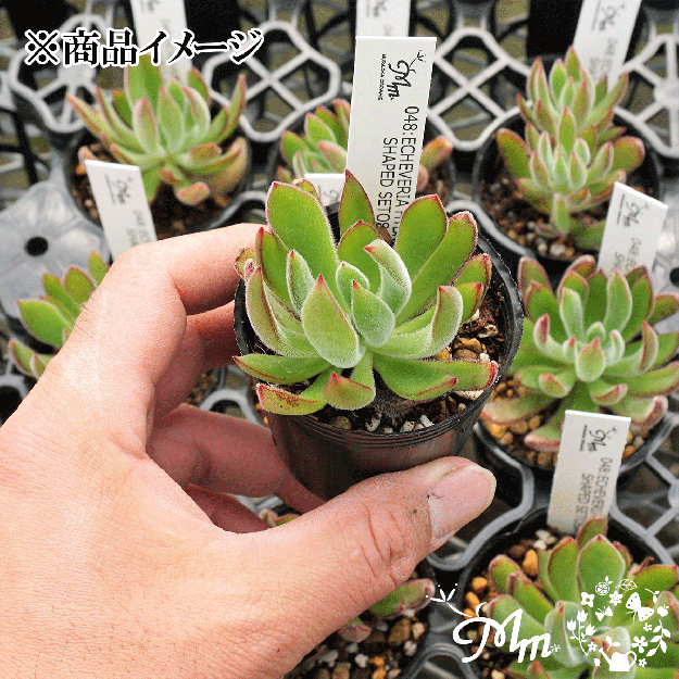 048:Echeveria 'Shaped Setosa'(エケベリア シェープセトーサ)６ 