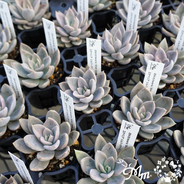 054::Echeveria 'Silver Queen'(エケベリア シルバークイーン)６㎝ポット[多肉植物] | 花苗・野菜苗の販売  ザ・ガーデンパーティー